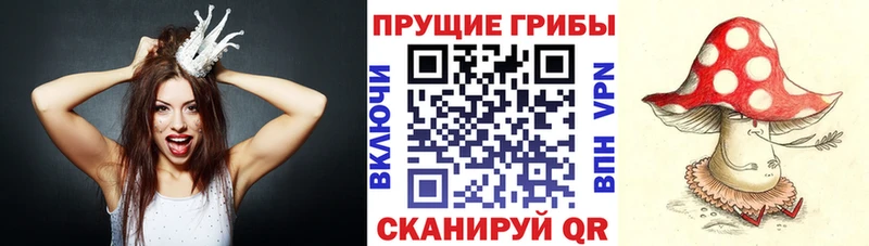 Псилоцибиновые грибы Psilocybe  Купить закладки  Бежецк 